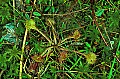 1-6-07-00188 round-leaved sundew.jpg