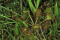 1-6-07-00204 round-leaved sundew.jpg