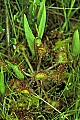 1-6-07-00205 round-leaved sundew.jpg