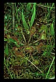 1-6-07-00207-round-leaved sundew.jpg