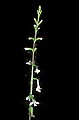 1-6-07-00216 white flower-lopseed.jpg
