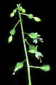 1-6-07-00221 white flower-Enchanter's Nightshade.jpg