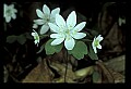 1-6-07-00227-Rue Anemone.jpg
