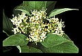 1-6-07-00228-Dogwood.jpg