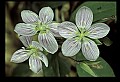 1-6-07-00230-Spring Beauty.jpg