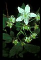 1-6-07-00231-Blackberry Blossom.jpg