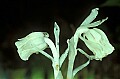 1-6-07-00259- Indian Pipe.jpg