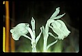 1-6-07-00260- Indian Pipe.jpg