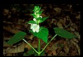1-6-07-00296-Hemp Nettle.jpg