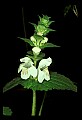 1-6-07-00298-Hemp Nettle.jpg