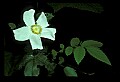 1-6-07-00315-wild rose.jpg