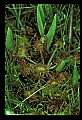 1-6-07-00318-Round-leaved sundew.jpg