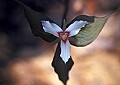 1-6-07-00331 Painted Trillium.jpg