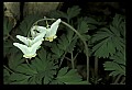 1-6-07-00341-Dutchman's Breeches.jpg