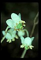 1-6-07-00354 Wintergreen.jpg