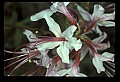 1-6-07-00362 Smooth Azalea.jpg