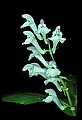 1-6-07-00373-Lousewort.jpg