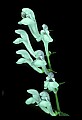 1-6-07-00374-Lousewort.jpg