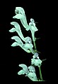 1-6-07-00375-Lousewort.jpg