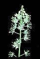 1-6-07-00405-Foamflower.jpg
