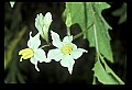 1-6-07-00409-Nightshade.jpg