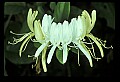 1-6-07-00411 Honeysuckle Blossoms.jpg
