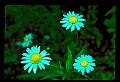 1-6-07-00412-Oxeye Daisy.jpg