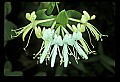 1-6-07-00413 Honeysuckle Blossoms.jpg