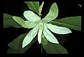 1-6-07-00415-Magnolia.jpg
