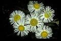 1-6-07-00443-Daisy Fleabane.jpg