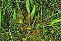1-6-07-00457 round leaved sundew.jpg