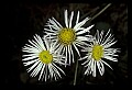 1-6-07-00501-Fleabane.jpg
