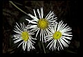 1-6-07-00502-Fleabane.jpg