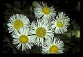 1-6-07-00503-Fleabane.jpg