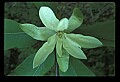 1-6-07-00507-Magnolia.jpg