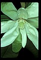 1-6-07-00508-Magnolia.jpg