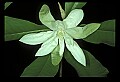 1-6-07-00511-Magnolia.jpg