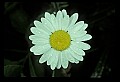 1-6-07-00532-Oxeye Daisy.jpg