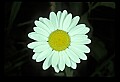 1-6-07-00533-Oxeye Daisy.jpg