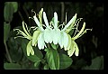 1-6-07-00535 Honeysuckle Blossoms.jpg