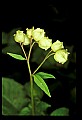 1-6-07-00538-Rattlebox.jpg