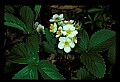 1-6-07-00558-Wild Strawberry.jpg