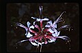 645-01025001-Smooth Azalea.jpg