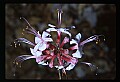 645-01025002-Smooth Azalea.jpg
