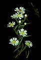 D1_01001-00439-White Flowers-Bushy Aster.jpg