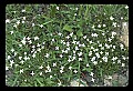 Koda00006-bluets.jpg