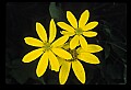 01010-00003-Yellow Flowers-Woodland Sunflower.jpg