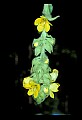 01010-00007-Yellow Flowers-Commmon Mullein.jpg