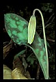 01010-00010-Yellow Flowers-Trout Lily.jpg