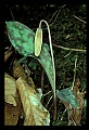 01010-00011-Yellow Flowers-Trout Lily.jpg